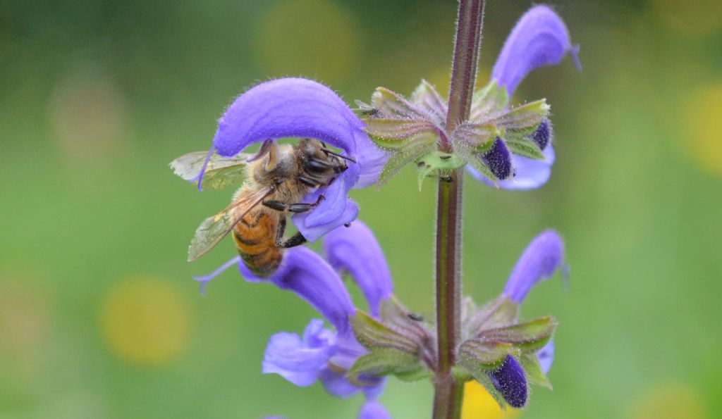 Salvia pratensis